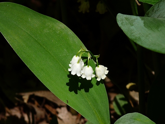 {Convallaria pseudomajalis}